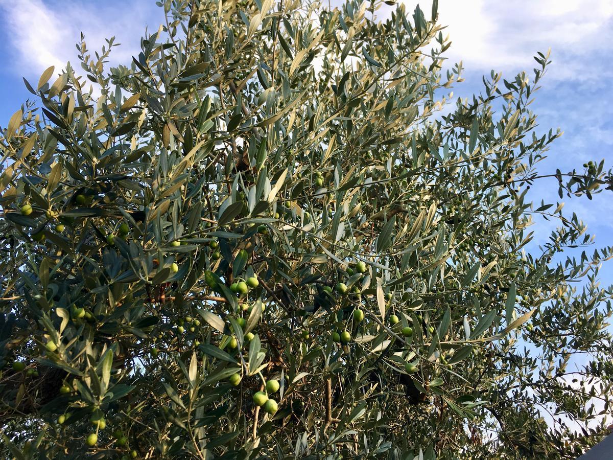 C'Era Una Volta Podere San Giovanni Fossacesia Luaran gambar